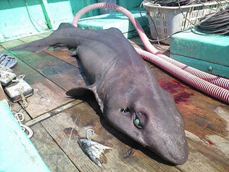 폴스 캣샤크(False catshark)