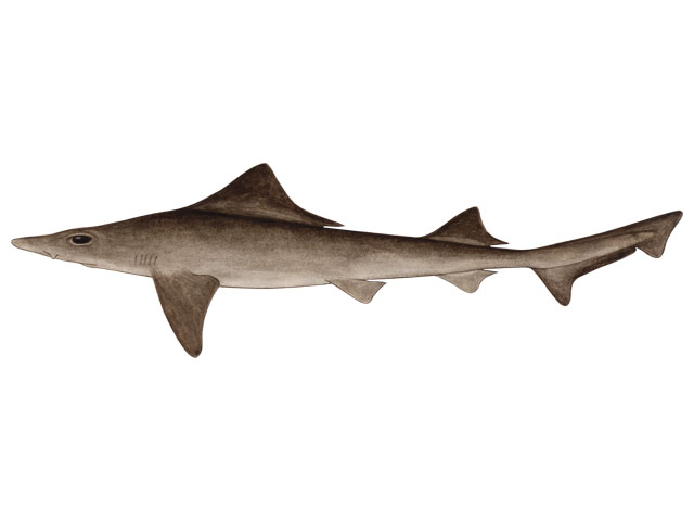 Sharpfin houndshark