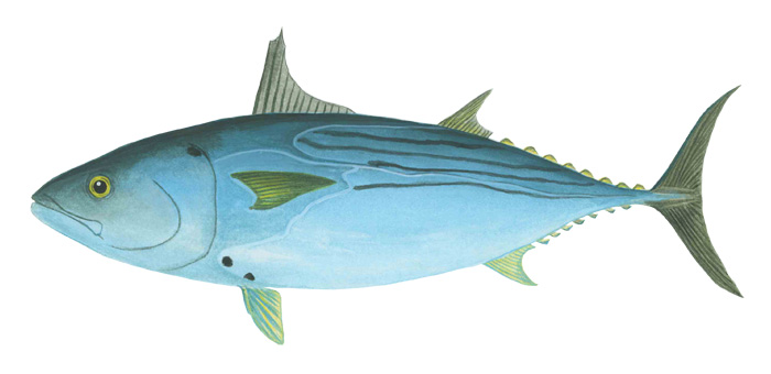 블랙 스킵잭(Black Skipjack). Euthynnus Lineatus(Kishinouye, 1920)