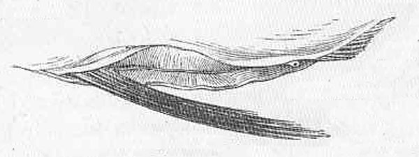 버터플라이 킹피시(Butterfly kingfish). Gasterochisma melampus(Richardson, 1845)