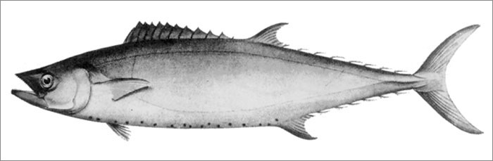 샤크 맥커럴(Shark mackerel). Grammatorcynus bicarinatus(Quoy & Gaimard, 1825)