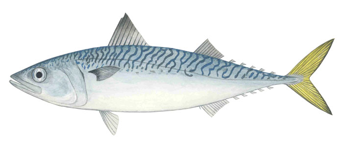 chub mackerel scomber japonicus, chub mackerel scomber japonicus