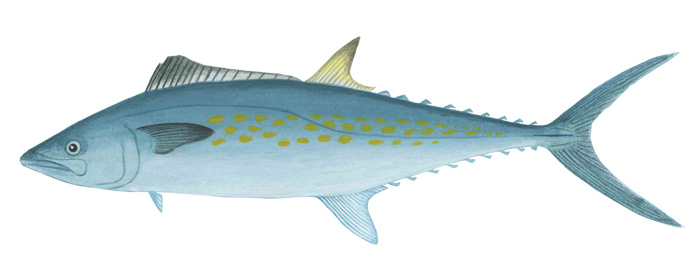 패시픽 시에라(Pacific sierra). sierra(Jordan & Starks, 1895)