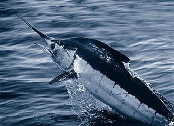 대서양블루마린(Atlantic Blue Marlin). Makaira Nigricans(Lacepède, 1802)