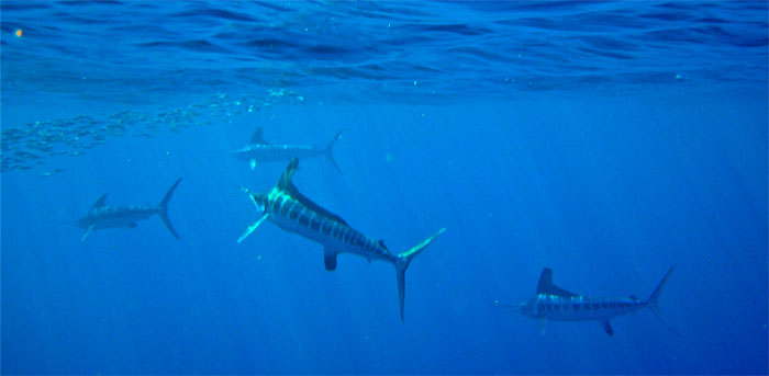 대서양블루마린(Atlantic Blue Marlin). Makaira Nigricans(Lacepède, 1802)