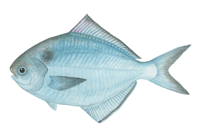 샛돔(Pacific rudderfish). Psenopsis anomala(Temminck & Schlegel, 1844)