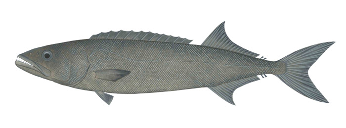 기름갈치꼬치(Oilfish). Ruvettus pretiosus(Cocco, 1833)