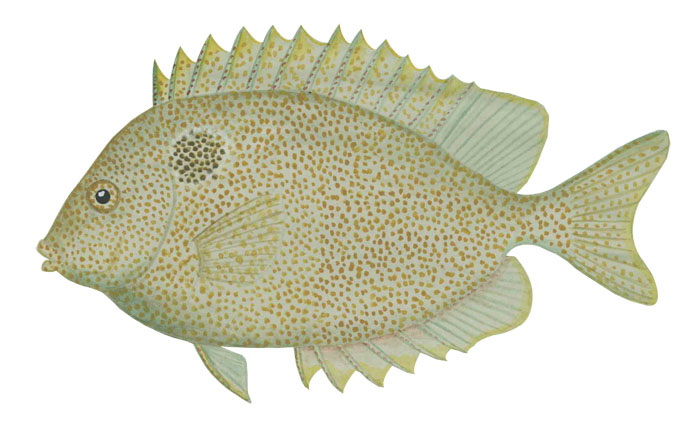 골드스폿티드 스파인푸트(Goldspotted spinefoot). Siganus punctatus(Schneider