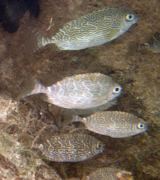 리틀 스파인푸트(Little spinefoot). Siganus spinus(Linnaeus, 1758).