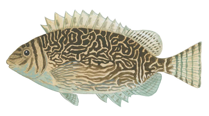 리틀 스파인푸트(Little spinefoot). Siganus spinus(Linnaeus, 1758).