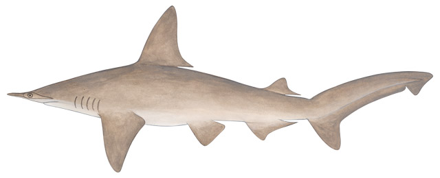 스몰아이 햄머헤드(Smalleye hammerhead)