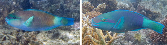 데이지 패롯피시(Daisy parrotfish). Chlorurus sordidus(Forsskål, 1775)