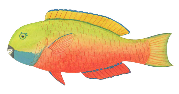 스티프헤드 패롯피시(Steephead parrotfish). Chlorurus strongylocephalus(Bleeker