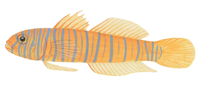 제브라 고비(Zebra goby). Lythrypnus zebra