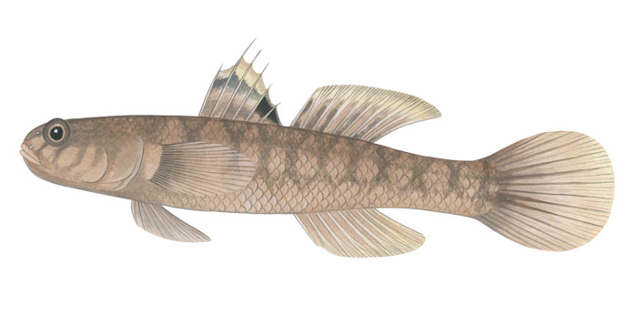 제주모치망둑(Freshwater mangrovegoby). Mugilogobius notospilus