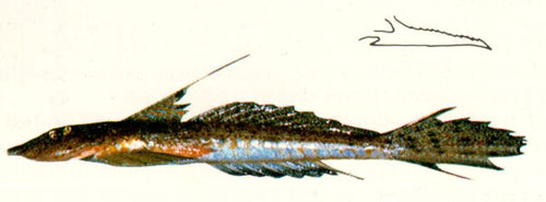 굳래드스 스틴크피시(Goodlad's stinkfish). Callionymus goodladi (Whitley, 1944)