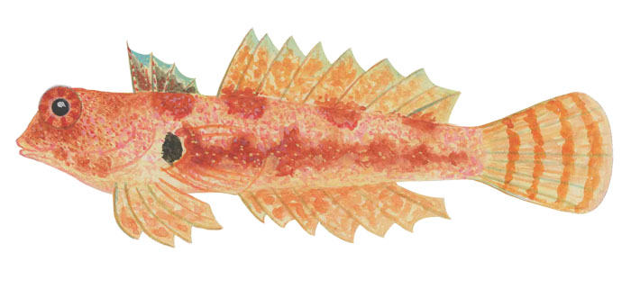 모리슨 드라고넷(Morrison's Synchiropus morrisoni(Schultz, 1960)