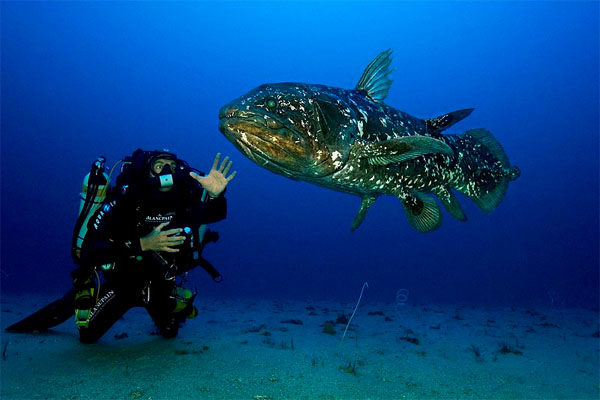 실러캔스(Coelacanth). Latimeria Chalumnae(Smith, 1939)