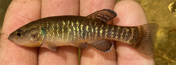 뻘피라미과Family Umbridae(Mudminnows/뻘피라미과)