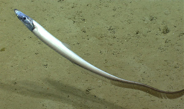 발광멸과 Family Halosauridae(Halosaurs/할로사우르스과).