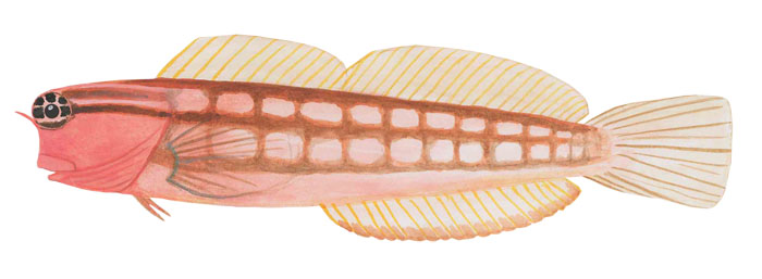 코미칼 blenny). Ecsenius opsifrontalis(Chapman & Schultz, 1952)