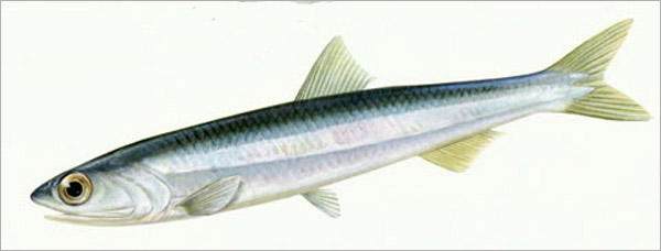 멸치(Japanese anchovy). Engraulis japonicus(Temminck & Schlegel, 1846).