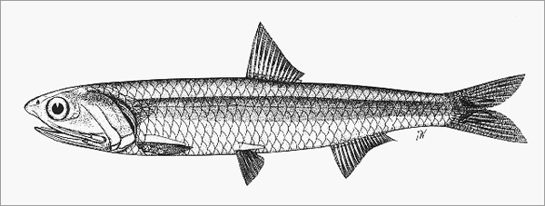 멸치(Japanese anchovy). Engraulis japonicus(Temminck & Schlegel, 1846).