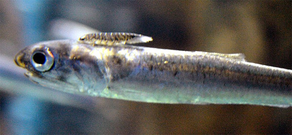 멸치(Japanese anchovy). Engraulis japonicus(Temminck & Schlegel, 1846).