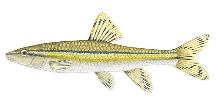 쉬리(Korean shinner). Coreoleuciscus splendidus