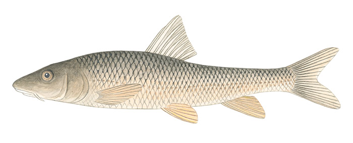 누치(Barbel steed). Hemibarbus labeo