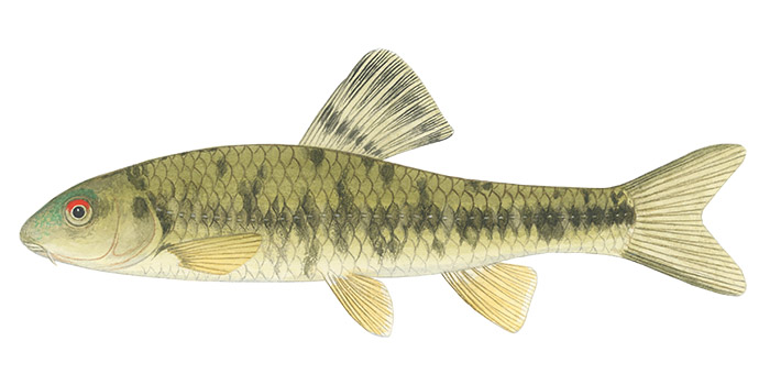  Rainbow Gudgeon Or Korea Oily Shinner Sarcocheilichthys Nigripinnis