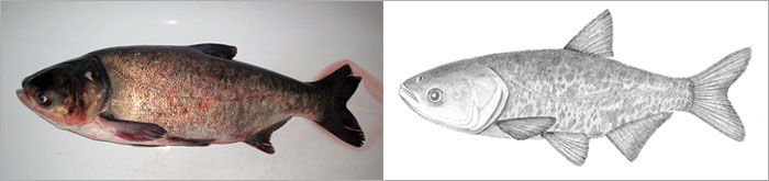 대두어(Bighead carp).Hypophthalmichthys nobilis