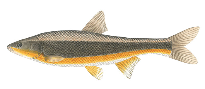 대황어(Pacific redfin).Tribolodon brandtii