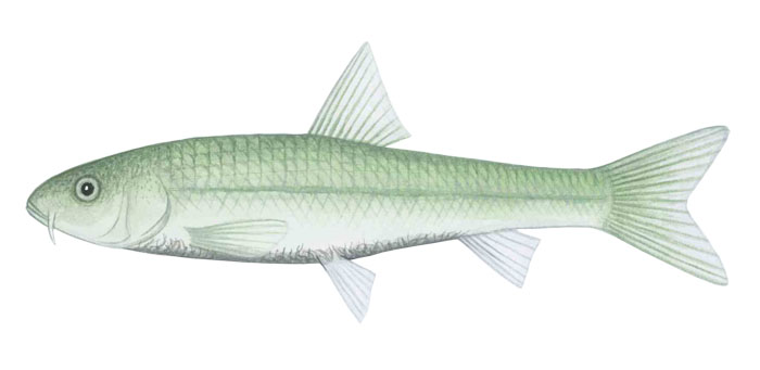 초미니잉어(Smallest carp). Paedocypris