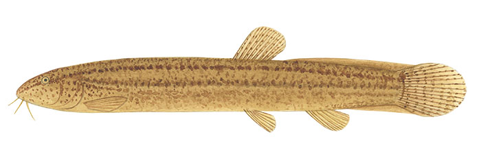 미꾸라지(Chinese loach).