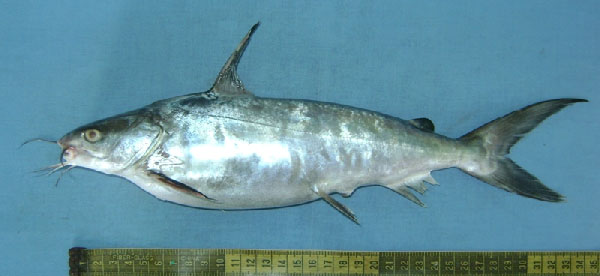 큰바다동자개(Giant catfish). Netuma thalassina
