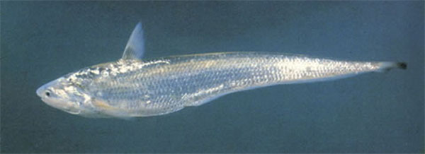 웅어(Japanese grenadier anchovy). Coilia nasus