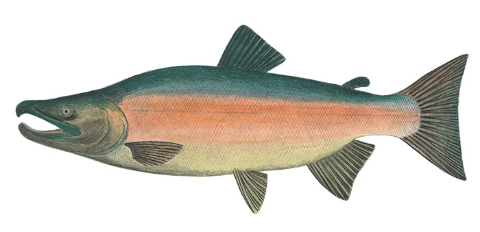 은연어(Coho salmon). Oncorhynchus kisutch
