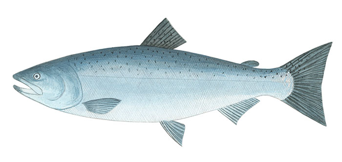 은연어(Coho salmon). Oncorhynchus kisutch