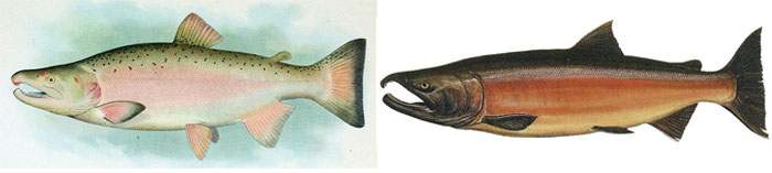 은연어(Coho salmon). Oncorhynchus kisutch