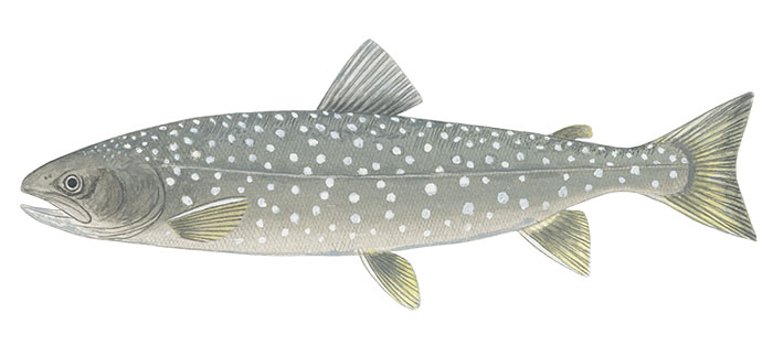 홍송어(Whitespotted char). Salvelinus