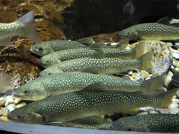곤들매기(Dolly varden). Salvelinus malma