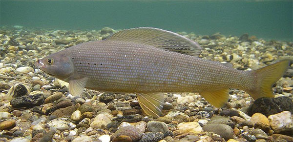 살기(또는 사루기/Yalu grayling). Thymallus articus yaluensis
