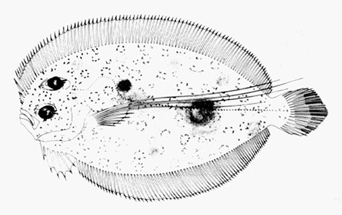 모틀드 플라운더(Mottled flounder). Bothus maculiferus