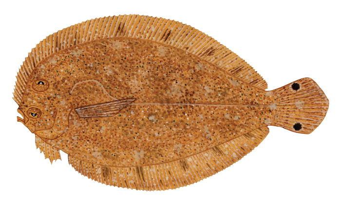 라지스케일 플라운더(Largescale flounder). Engyprosopon grandisquama