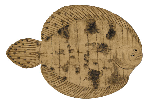 드랩쏘울(Drab sole). Achirus achirus