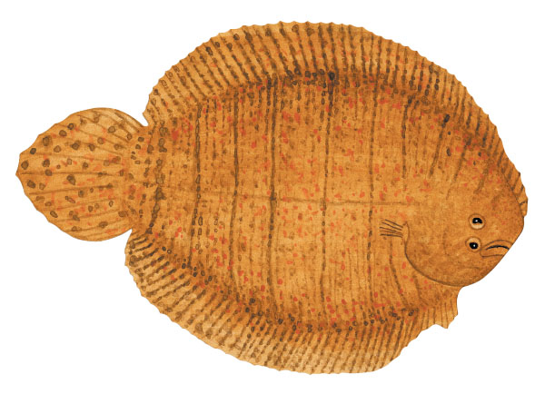 라인드쏘울(Lined sole). Achirus lineatus