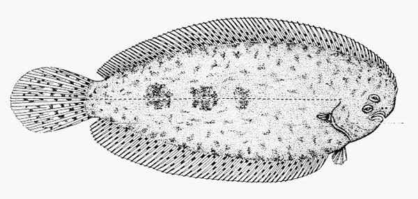헤레스 쏘울(Herre's sole). Aseraggodes herrei(Seale, 1940).