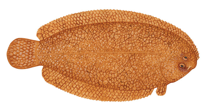 그물동서대(Reticulate sole). Aseraggodes kaianus