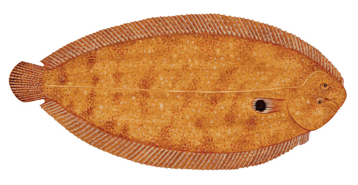 샌드 쏘울(Sand sole). Pegusa lascaris